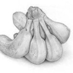 nata11-150x150
